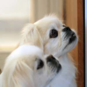 Meet your Posher, Olympia